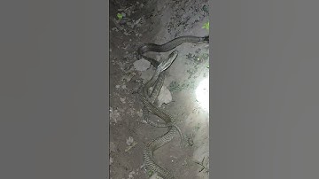 Thành bắt nhầm tổ hổ mang #snake #cobra