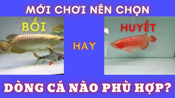 MỚI NUÔI CÁ RỒNG THÌ NÊN NUÔI BỐI HAY HUYẾT???