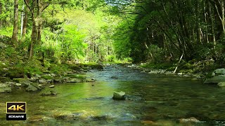 4K  自然環境音 / 湧き水が流れる川の音  鳥のさえずり　birds chirping