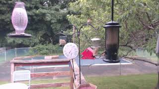 Connecticut Bird Feeder Live Stream