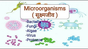 सूक्ष्मजीव (सूक्ष्मजीव) | बॅक्टेरिया, बुरशी, एकपेशीय वनस्पती, विषाणू, प्रोटोझोआ | इयत्ता आठवी विज्ञान | सीबीएसई