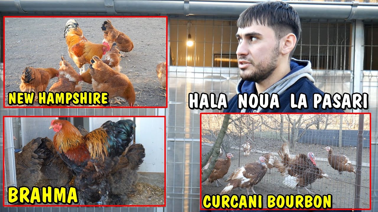 Viața la Țară - Găini BRAHMA acasă la Cosmin din Adjud + Curci bourbon 🐔 #brahma #viațalațară