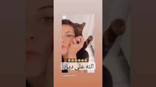 قط مسلم