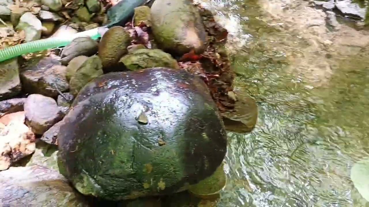 Отново в планината - злато и красива природа.