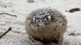 A Tiny Angry Dj Frog Nijisanji Meme Video