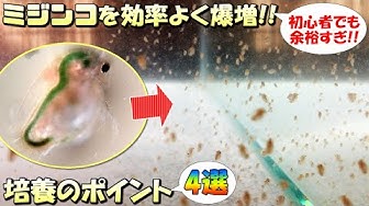 ミジンコ Youtube