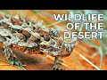 World of the wild  episode 9 the deserts  free documentary nature