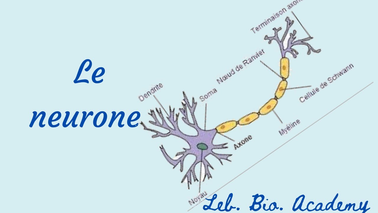 Le Neurone YouTube