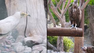 مركز كلباء للطيور الجارحة | Kalba Birds of Prey Centre, Sharjah