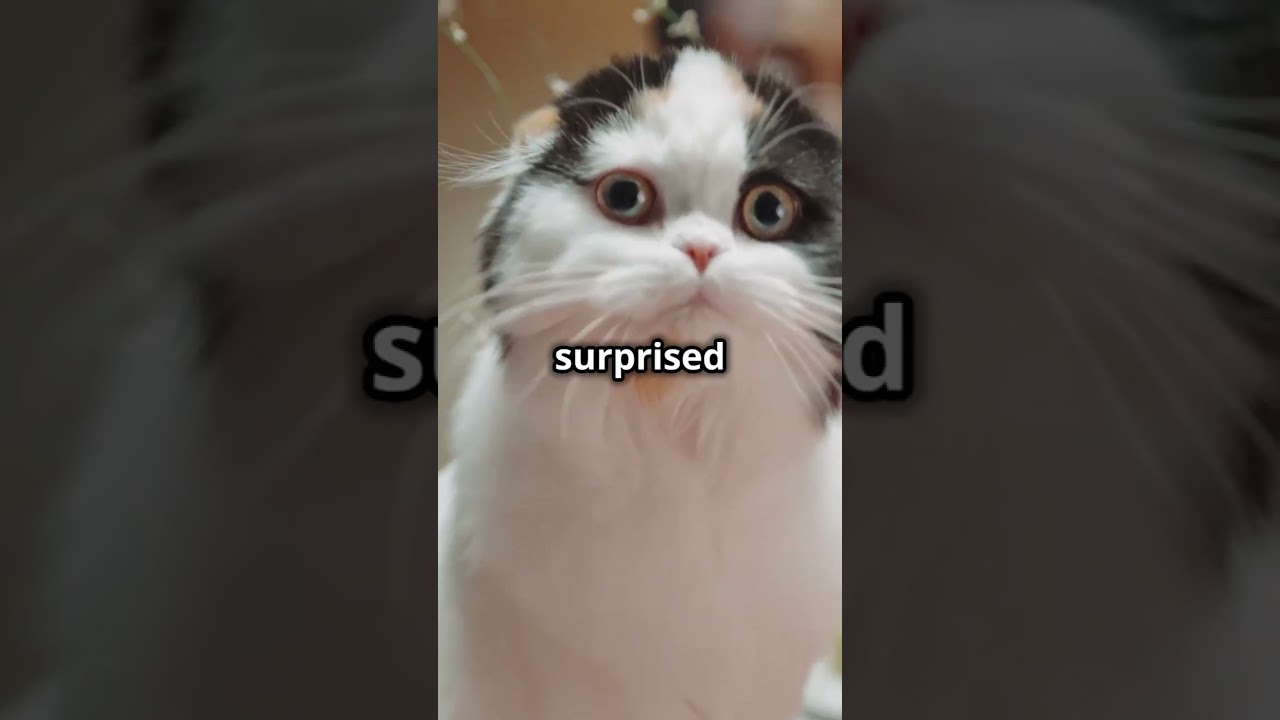 Fritz the Fearless: A Heroic Cat's Tale 