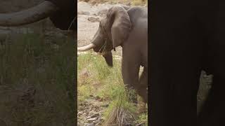 Goreous Elephant Feeding