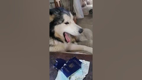пёс отомстил за донбасс