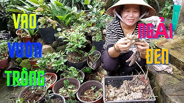 VÀO VƯỜN TRỒNG NGẢI ĐEN