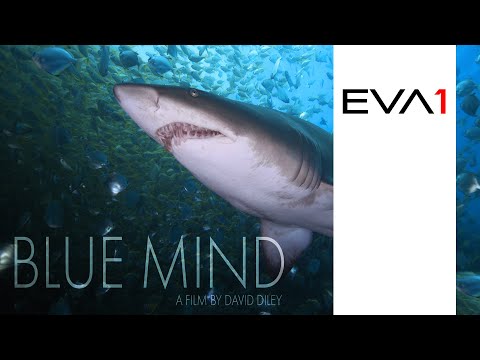 Blue Mind |