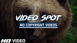 Brown Bear - FREE Full HD No Copyright Video (VIDEO SPOT - No Copyright Videos)
