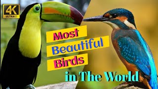 Most Beautiful Birds in the World |Breathtaking Beauty of Earth's Most ExquisiteBirds I Relaxation