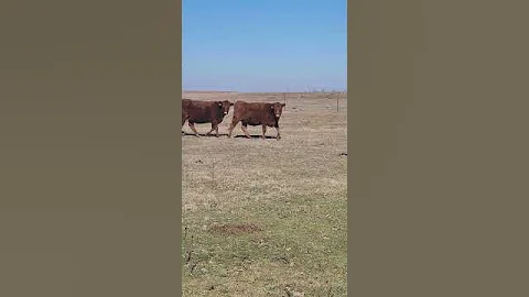 Red Angus Cross Bred Heifers