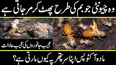 50+ Awesome Animal Facts I Googled All Night