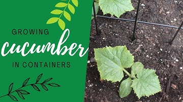 Growing Cucumbers in Containers | Small Space Garden Series