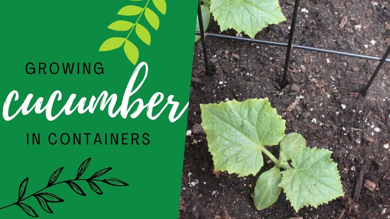 Growing Cucumbers in Containers | Small Space Garden Series - YouTube