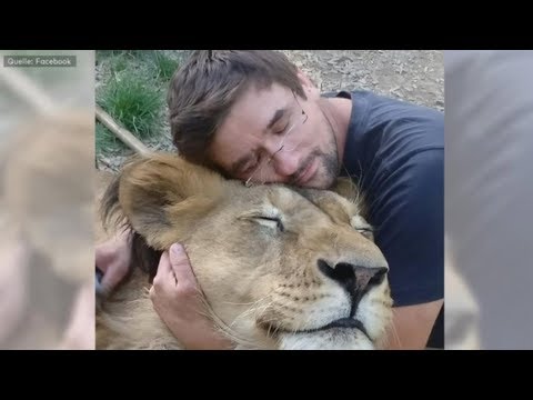 Video: Fressen Löwen Servale?