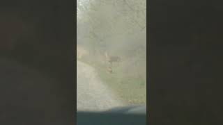 Deer & pheasant quarantine together in Bluffton, Ohio