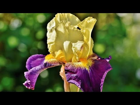 Video: Sadnja I Uzgoj Irisa