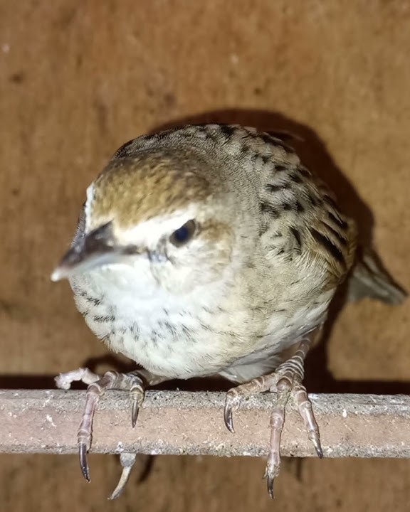 Ciri ciri jantan Burung cica koreng jawa.