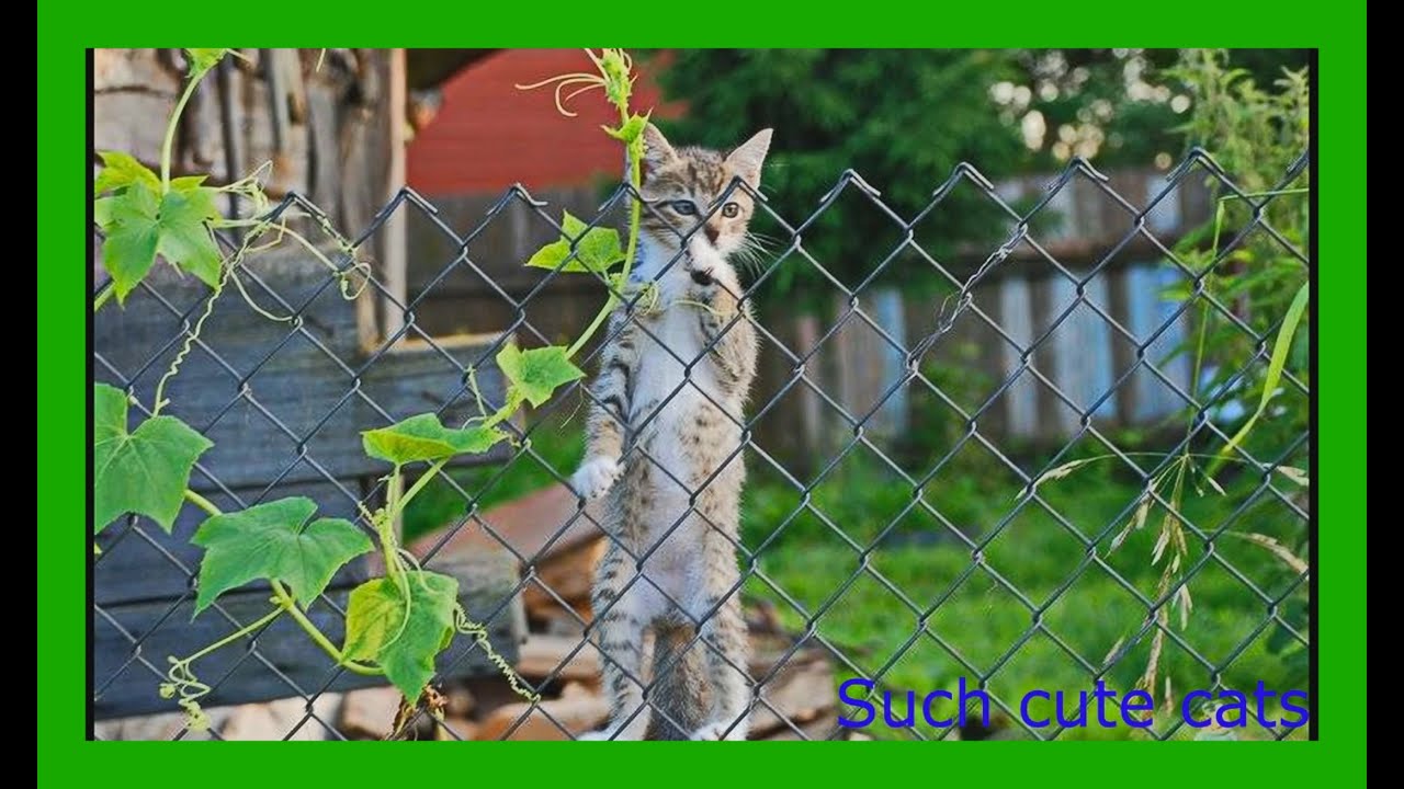 Дорогие гости не елозьте. Кошка на даче. Кошка в огороде. Котенок на даче. Котик на грядке.