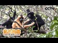 《远方的家》 广西邦亮长臂猿国家级自然保护区 寻踪东黑冠长臂猿 20190118 | CCTV中文国际