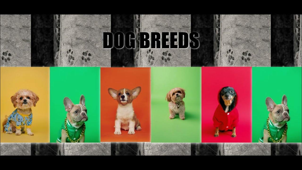 PI DOG BREEDS Single Page Application YouTube