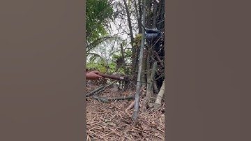 Tôi làm con dao quắm phát rẫy bằng thép nòng pháo chặt cây tre như chặt chuối vậy