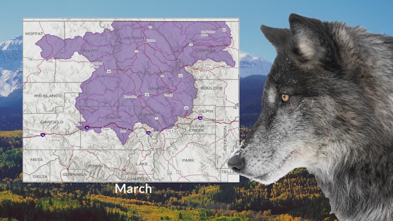 Colorado Wolf Movement Map Shows Front Range Activity YouTube Maxresdefault