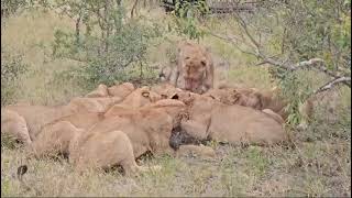 Lion pride with a warthog kill