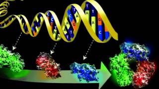 THE NEW INFORMATION ON  EVOLUTION, SPECIATION