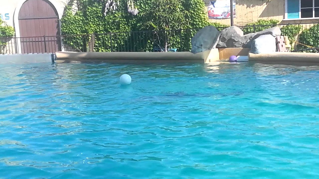 dolphin-at-six-flags-youtube