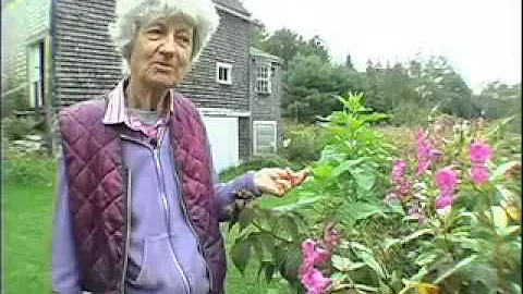 Lois Dodd: Maine Master