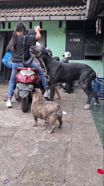 Anjing great dane sambut MAJIKAN CANTIK