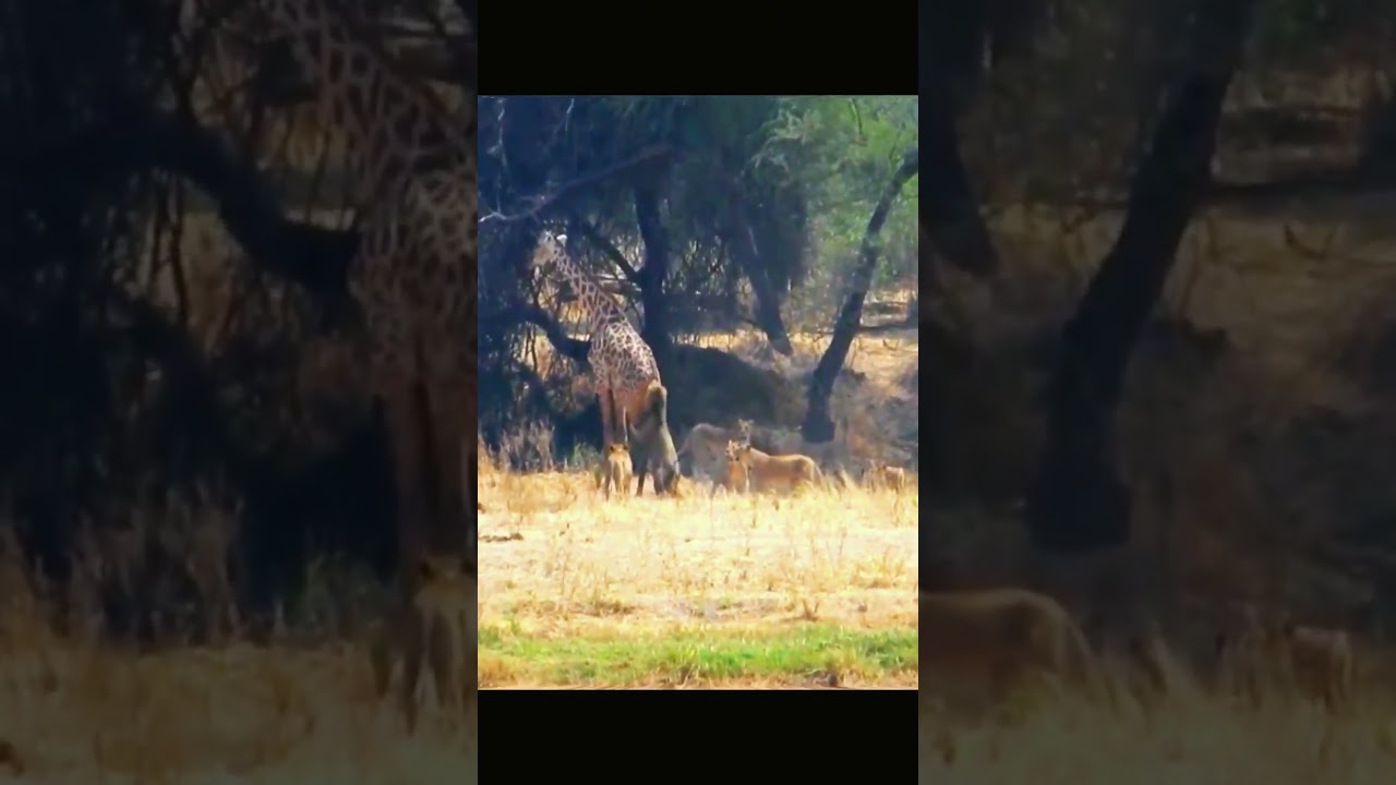 Lion hunting giraffe 
