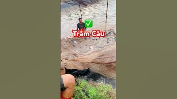 ✅ Chuyên cung cấp Cá Trắm Hồ Câu số lượng lớn Miền Bắc 0388482866 #cahocau #thuysanwork #catramden