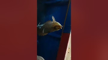 #fishhunterepisode  | streaked spinefoot  hunting