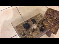 亀に餌やり