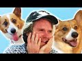 Dog Lovers Get Surprised By 70 Corgis