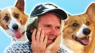 Dog Lovers Get Surprised By 70 Corgis