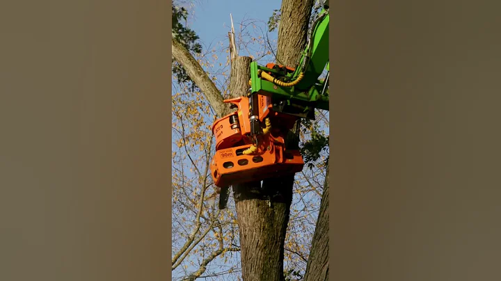 Tree Removal with a Merlo Roto 50.35 S Plus!  #tre...