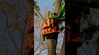 Tree Removal with a Merlo Roto 50.35 S Plus! 🌳 #treework #arborist #shorts