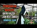 Tembakan Mantap roll speed, bisa Menaikkan Emosi kacer lain