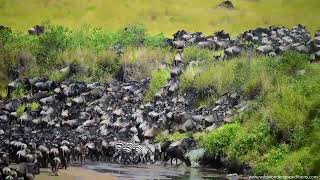 Great migration river crossing at Masai Mara, Part II. #migration #masaimara #kenya