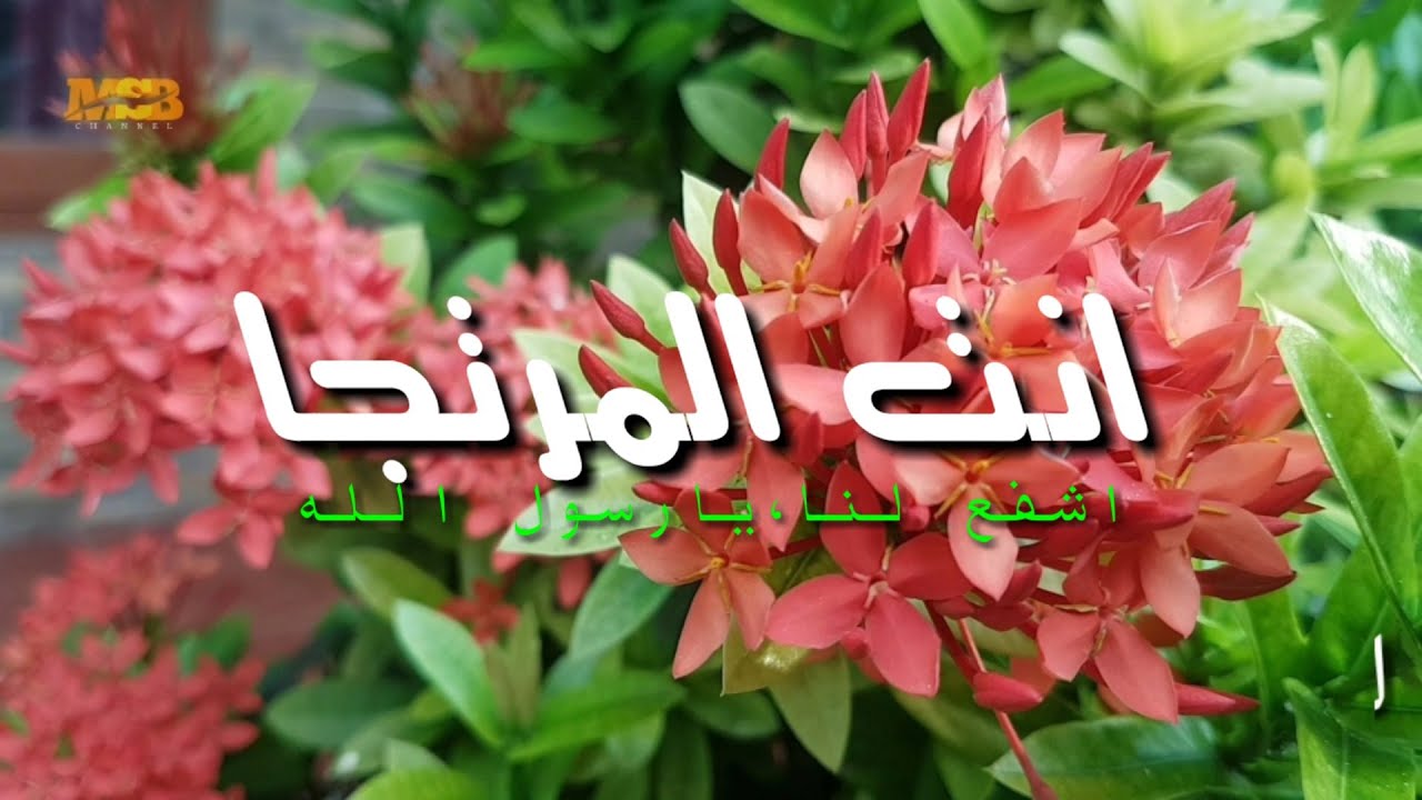 ANTAL MURTAJA (Liyric) || Hidayah Alrahmani - YouTube