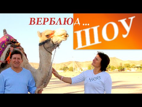 Видео: Турбо-верблюды: Цирковой экстрим